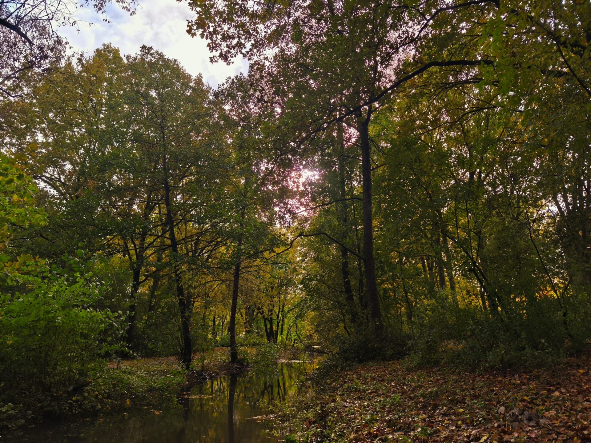 Ein Waldstück mit kleinem Bach. Die Sonne scheint durch die Bäume